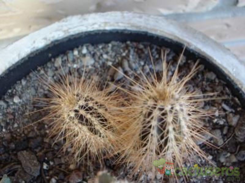 A photo of Echinocereus rayonesensis