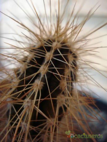 A photo of Echinocereus rayonesensis