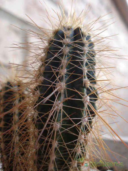 A photo of Echinocereus rayonesensis