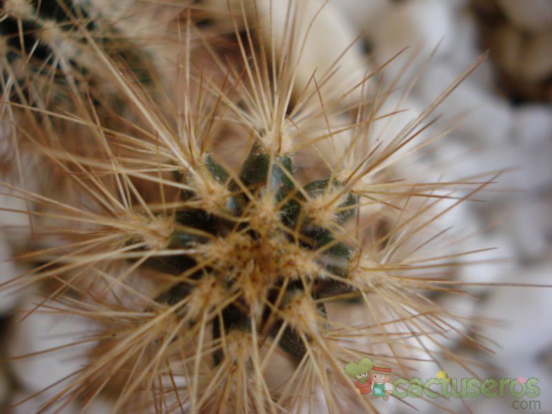 A photo of Echinocereus rayonesensis