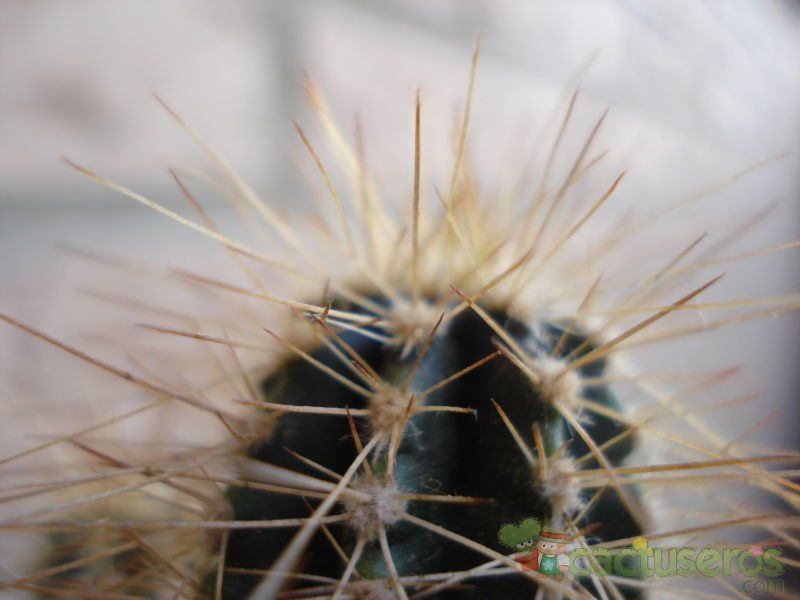 A photo of Echinocereus rayonesensis