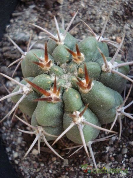 Una foto de Gymnocalycium monvillei subsp. horridispinum