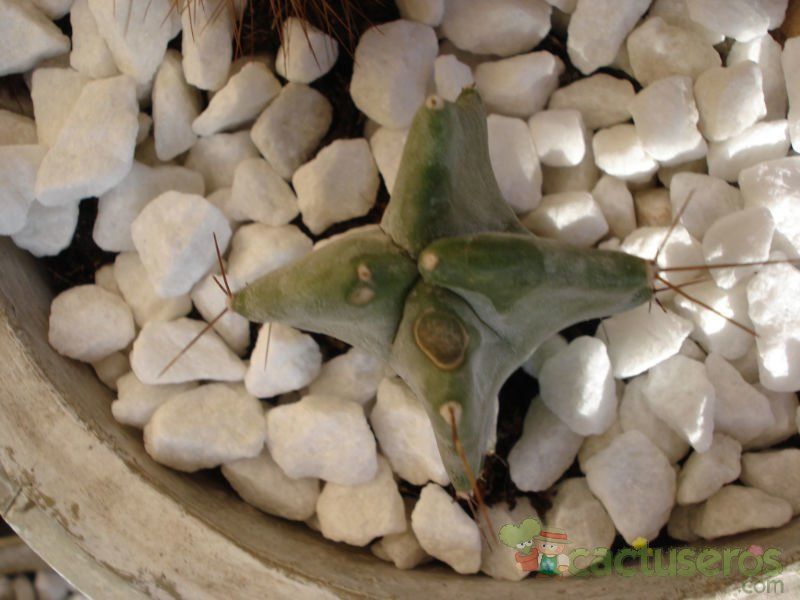 Una foto de Stenocereus pruinosus