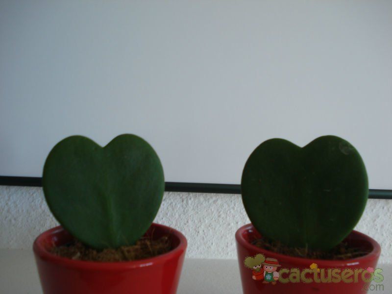 Una foto de Hoya kerrii