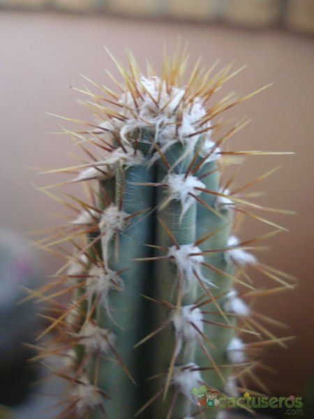 Una foto de Pilosocereus pachycladus