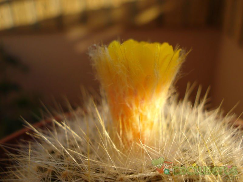 A photo of Parodia chrysacanthion