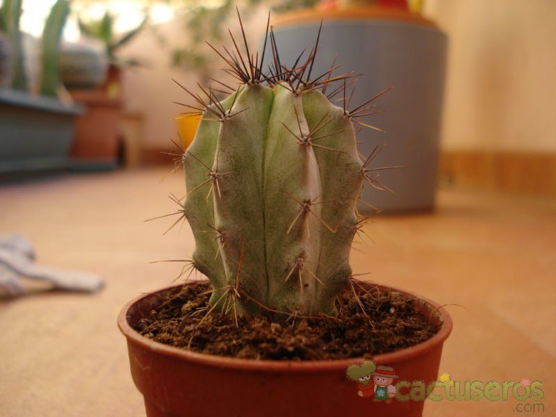 A photo of Stenocereus griseus
