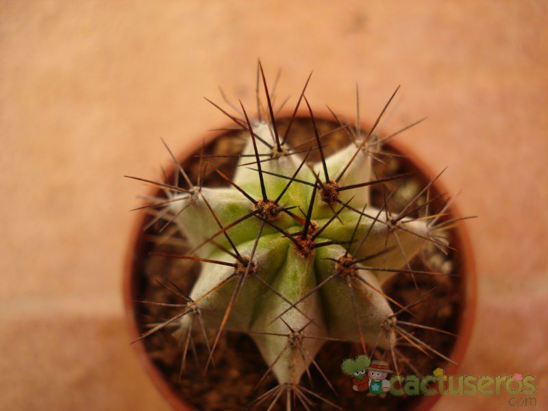 A photo of Stenocereus griseus