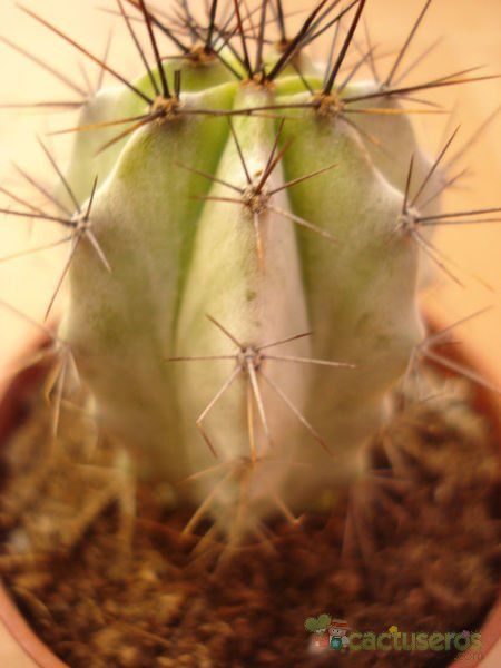 A photo of Stenocereus griseus