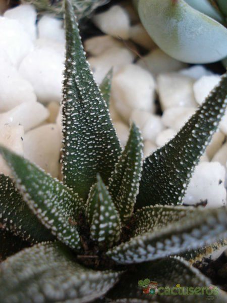 A photo of Haworthia fasciata cv. concolor