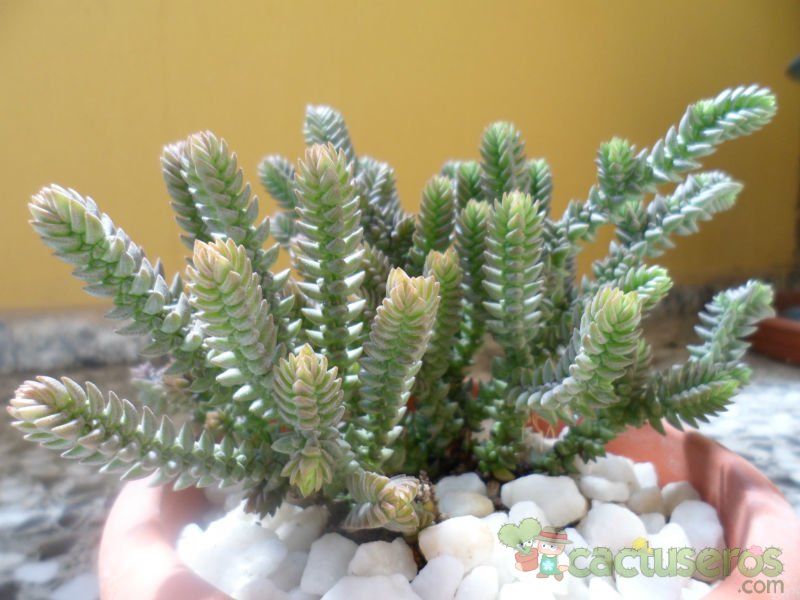 Una foto de Crassula muscosa