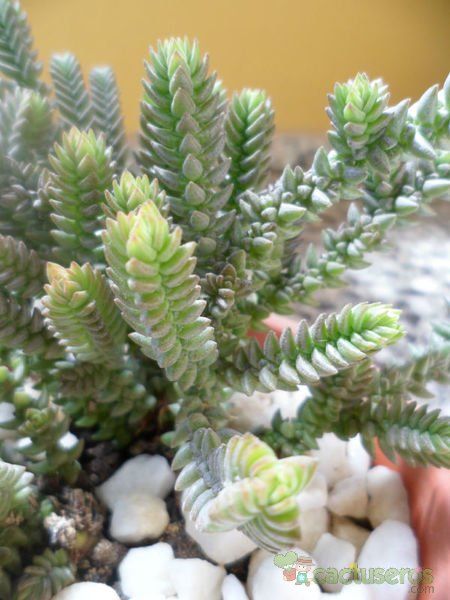 Una foto de Crassula muscosa