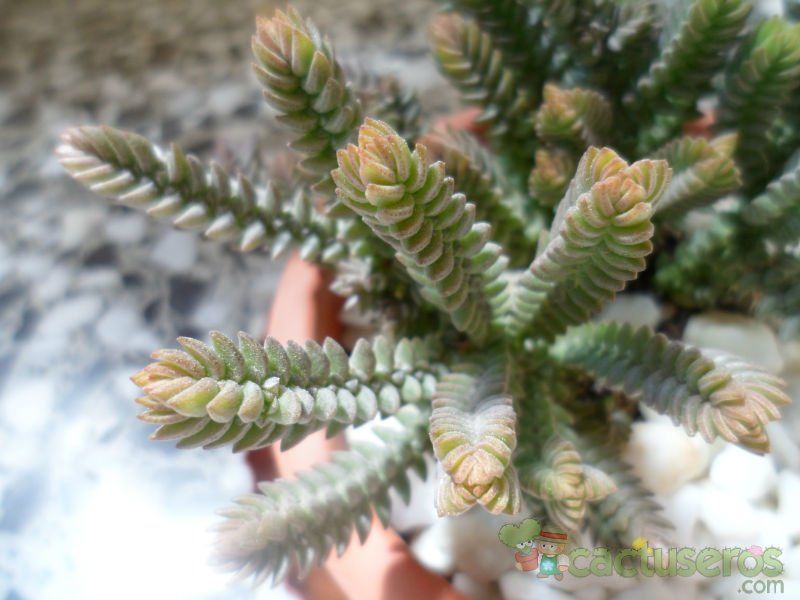 Una foto de Crassula muscosa