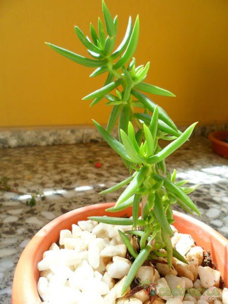 A photo of Crassula tetragona