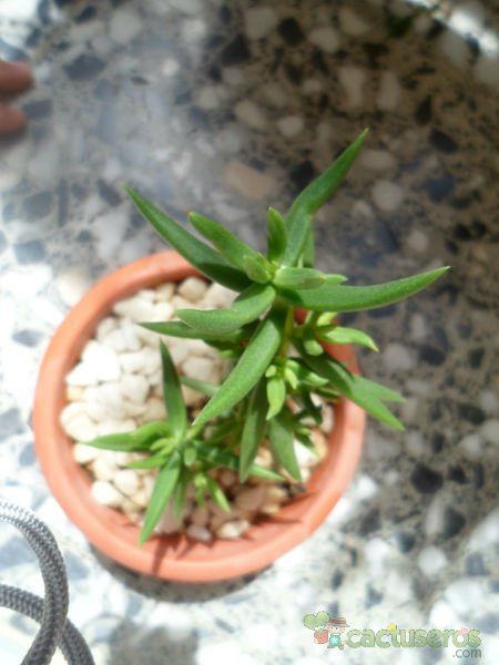A photo of Crassula tetragona