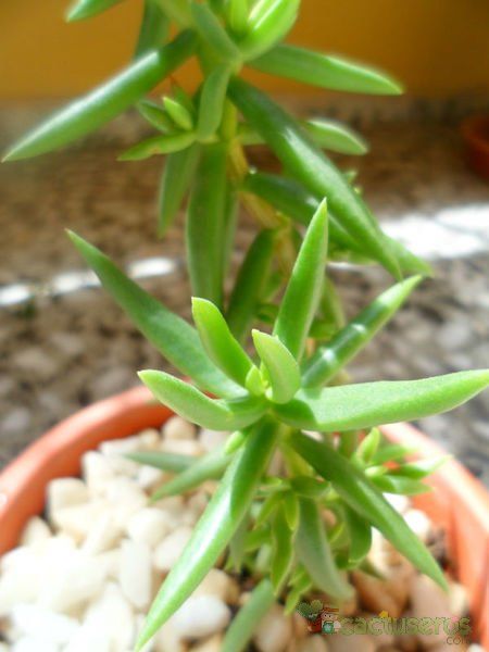 A photo of Crassula tetragona