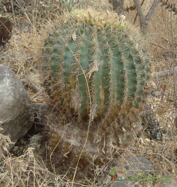 Una foto de Ferocactus alamosanus