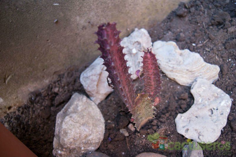 A photo of Euphorbia trigona var. rubra