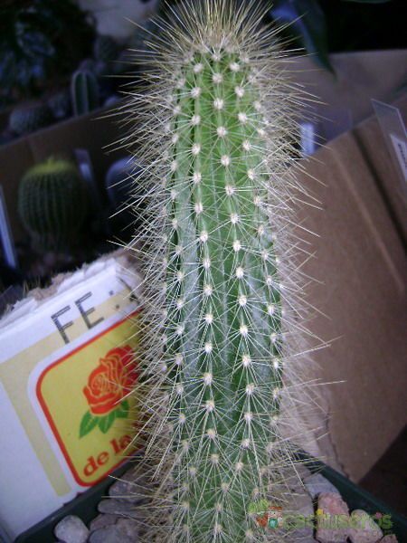 Una foto de Cleistocactus smaragdiflorus