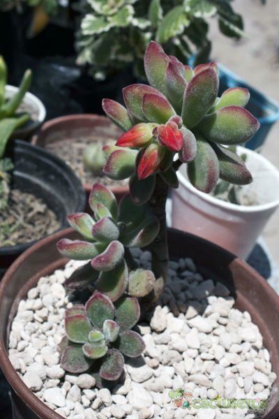 A photo of Echeveria pulvinata