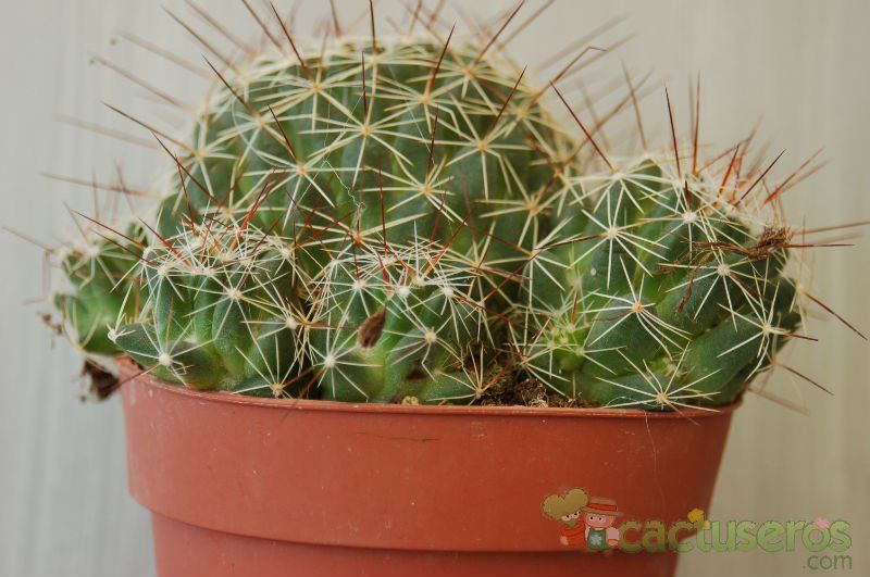 Una foto de Mammillaria decipiens ssp. decipiens