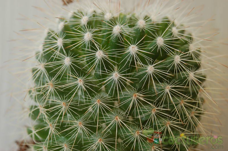 A photo of Mammillaria spinosissima ssp. tepoxtlana