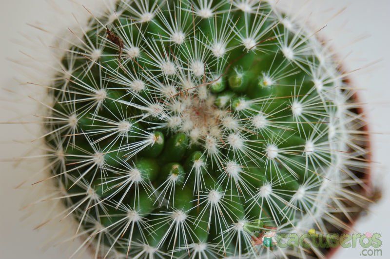 A photo of Mammillaria spinosissima ssp. tepoxtlana