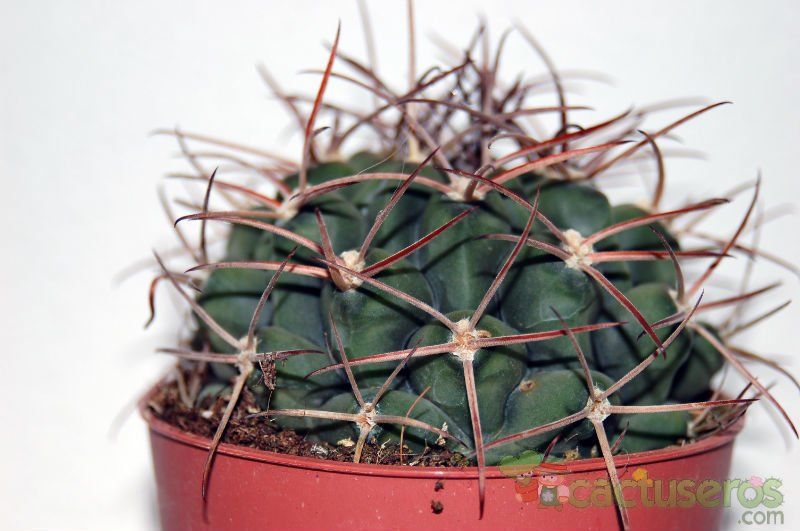 A photo of Gymnocalycium schickendantzii