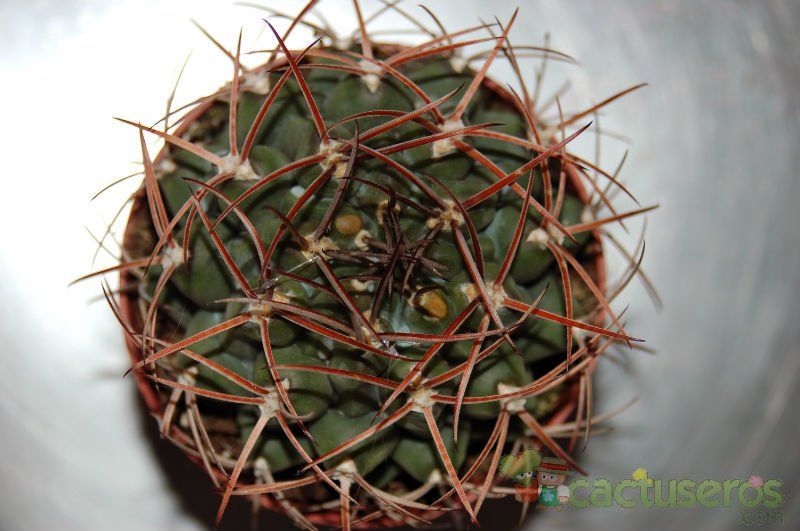 A photo of Gymnocalycium schickendantzii
