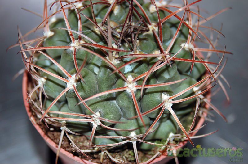 A photo of Gymnocalycium schickendantzii