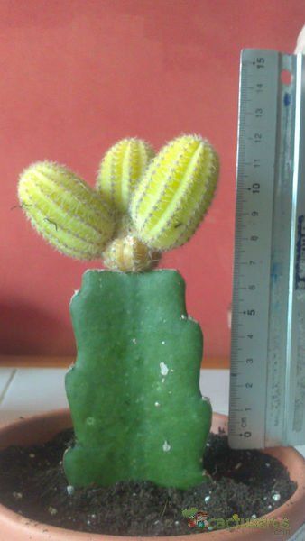 A photo of Echinopsis chamaecereus (injertado)