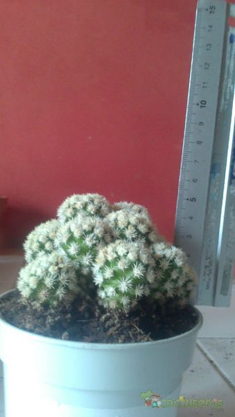 A photo of Mammillaria gracilis cv. Arizona Snowcap