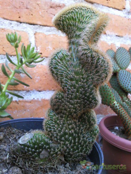 Una foto de Cleistocactus winteri f. crestada