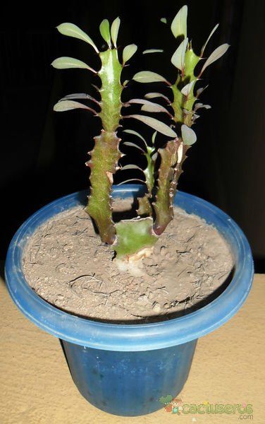 A photo of Euphorbia trigona var. rubra