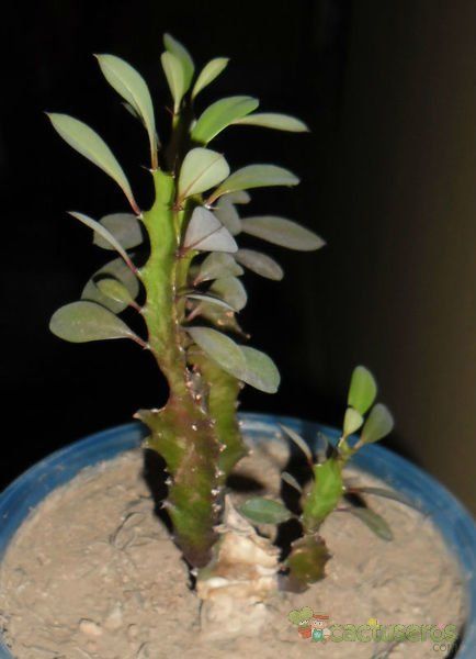 A photo of Euphorbia trigona var. rubra