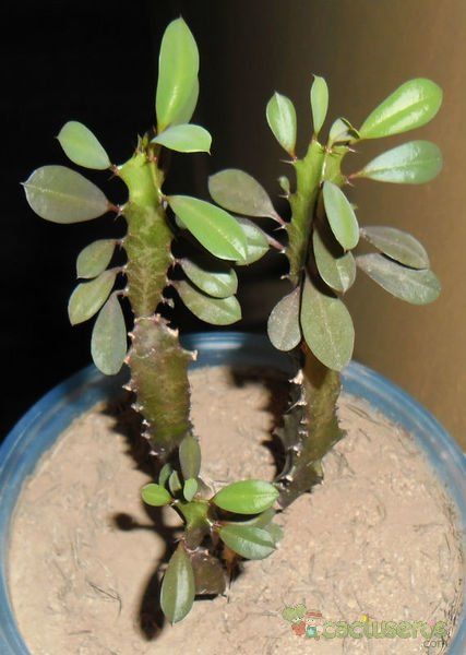 A photo of Euphorbia trigona var. rubra