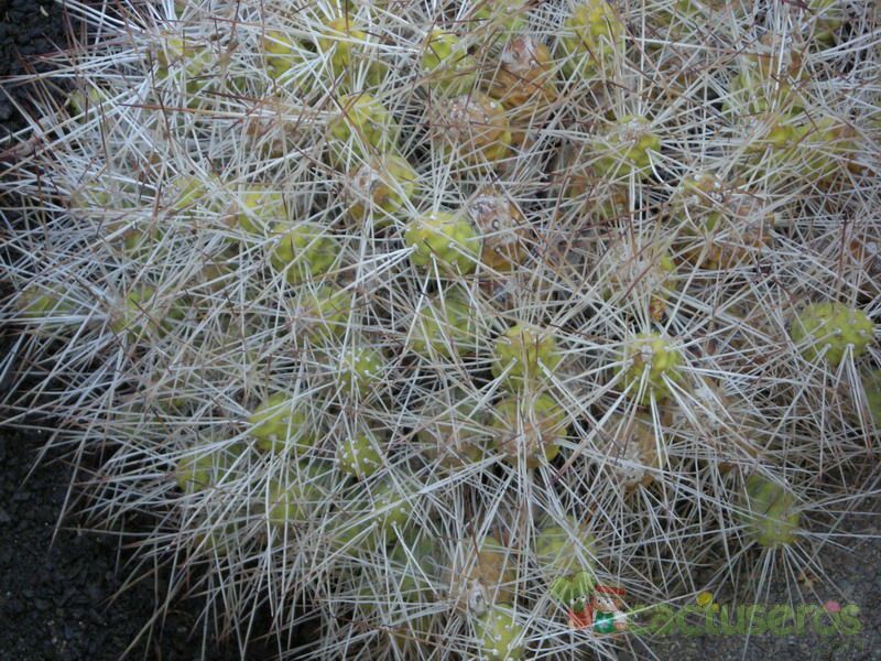 Una foto de Maihueniopsis glomerata