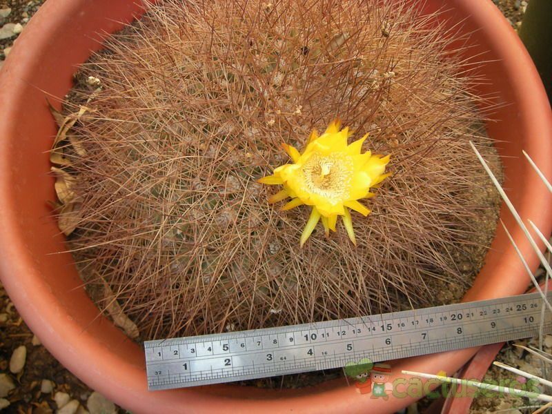 A photo of Echinopsis formosa