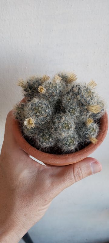 Photo of a cactus currently being identified