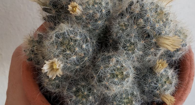 Photo of a cactus currently being identified