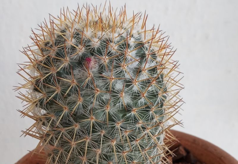 A photo of Mammillaria columbiana ssp. yucatanensis