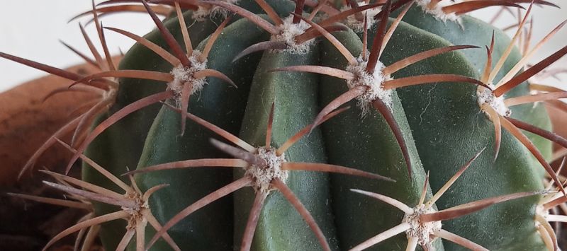 Foto de un cactus que se está identificando actualmente
