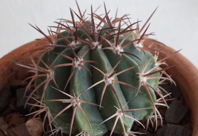 Foto de un cactus que se está identificando actualmente