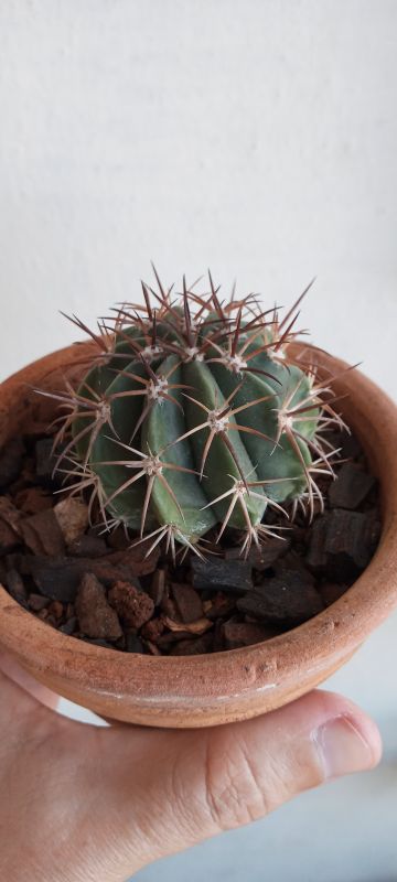 Foto de un cactus que se está identificando actualmente