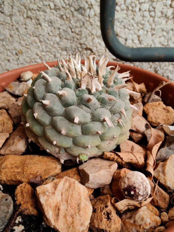 A photo of Lophophora williamsii