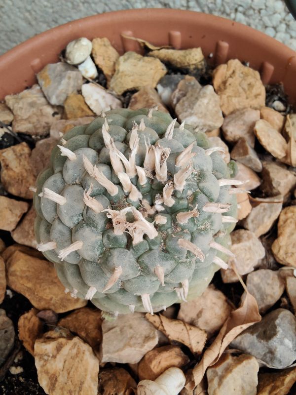 A photo of Lophophora williamsii