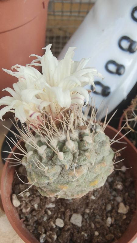 Foto de un cactus que se está identificando actualmente