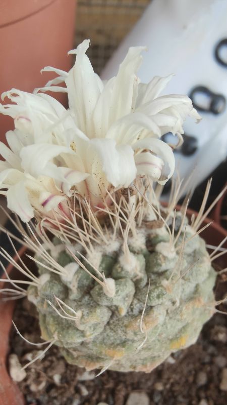 Foto de un cactus que se está identificando actualmente