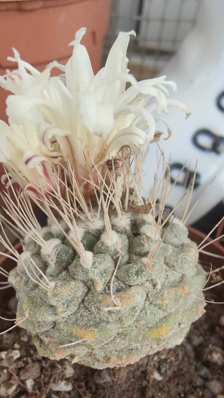 Foto de un cactus que se está identificando actualmente