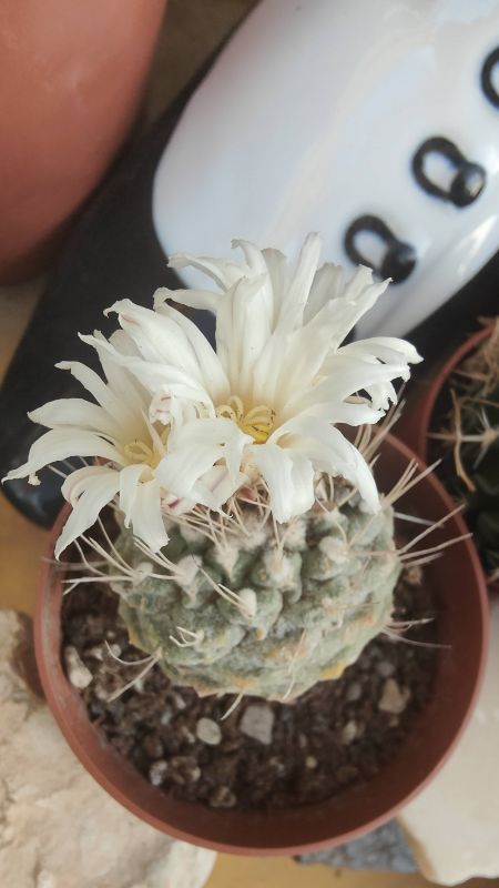 Foto de un cactus que se está identificando actualmente